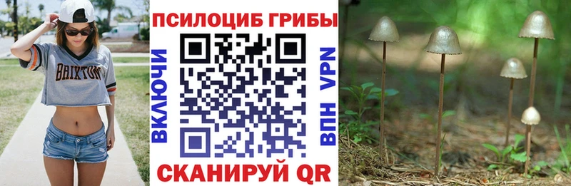 дарк нет состав  закладки  Каневская  Галлюциногенные грибы Cubensis 